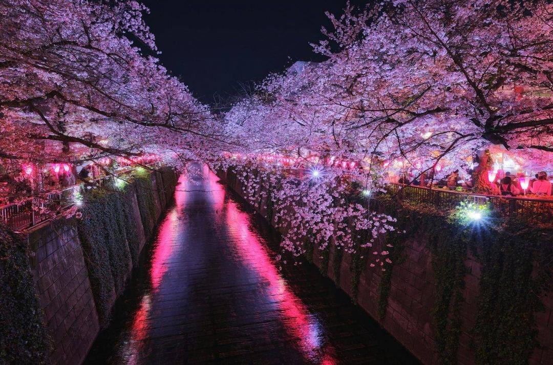 日本春季盛開的櫻花樹,粉色花瓣在藍天下展開