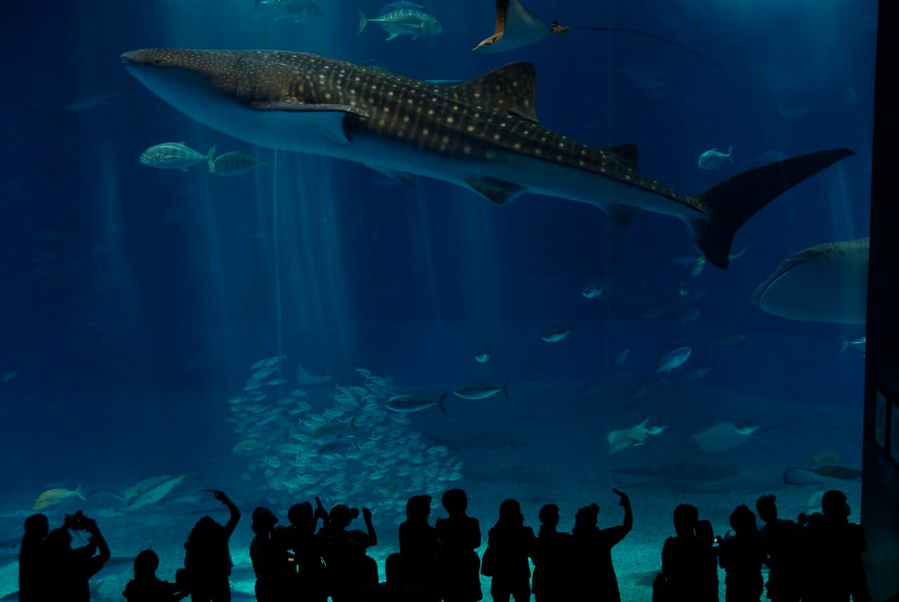 沖繩美麗海水族館的鯨鯊水槽,親子家庭仰望大魚