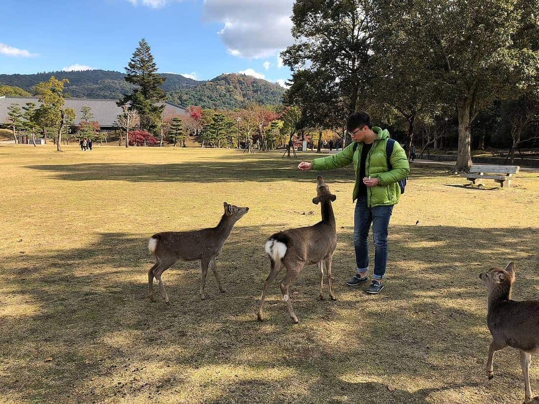 奈良公園遊客餵食小鹿,親子互動景點