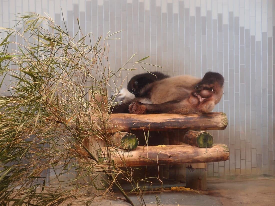 上野動物園的大貓熊,日本親子最受歡迎的動物園景點