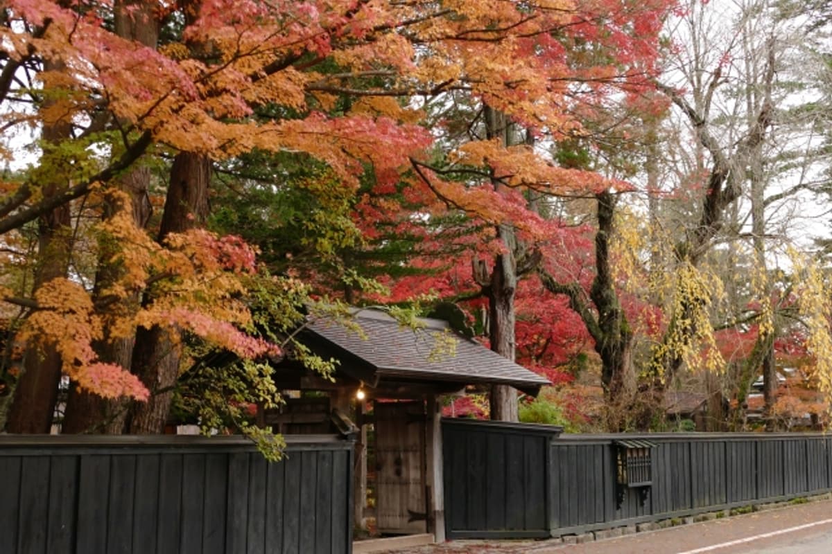 角館武家屋敷通り：江戶時代武士宅邸黑色板塀配秋天紅葉巨木的對比畫面