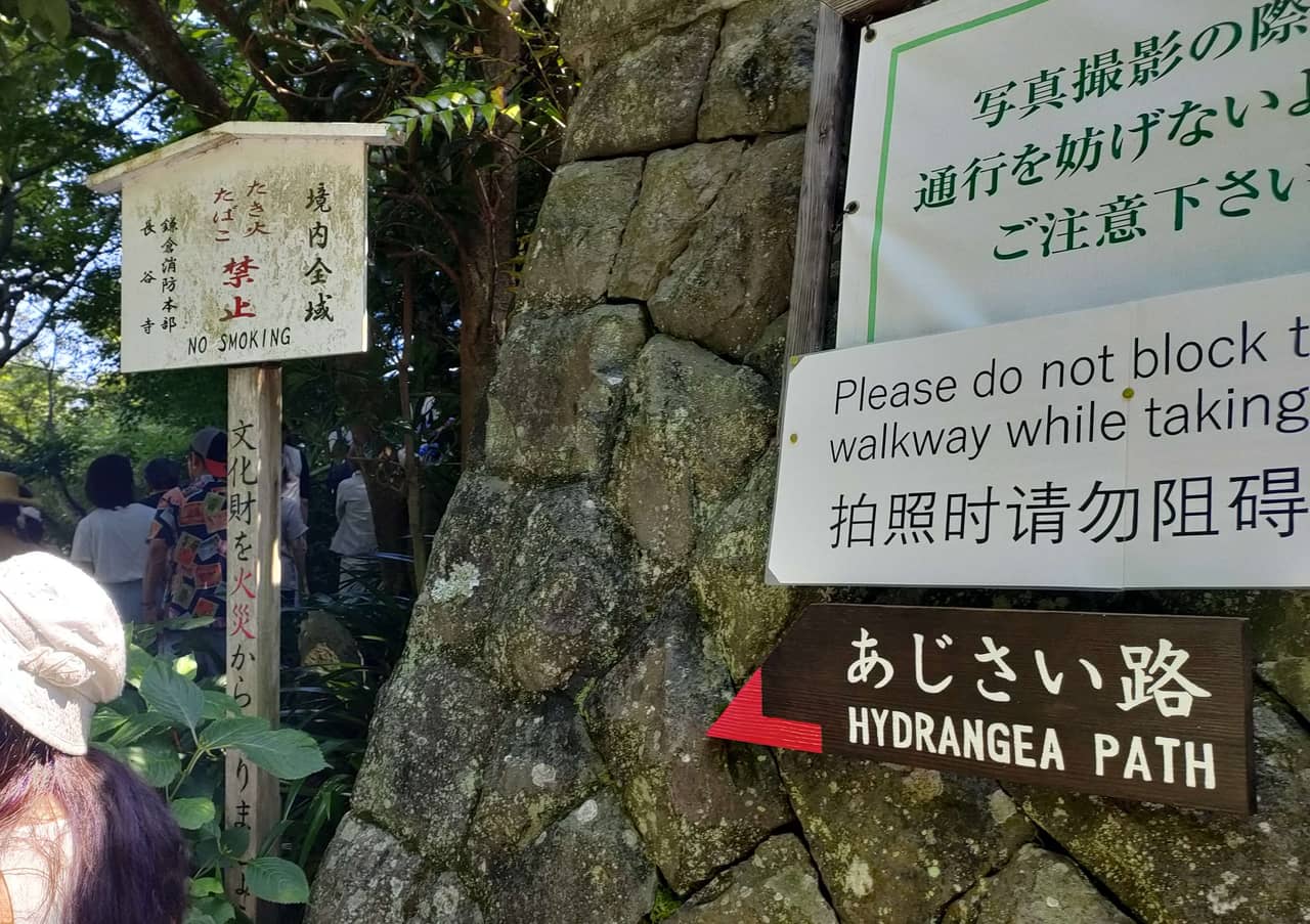 長谷寺六月繡球花小徑入口,遊客沿著盛開的藍紫色紫陽花步道而上