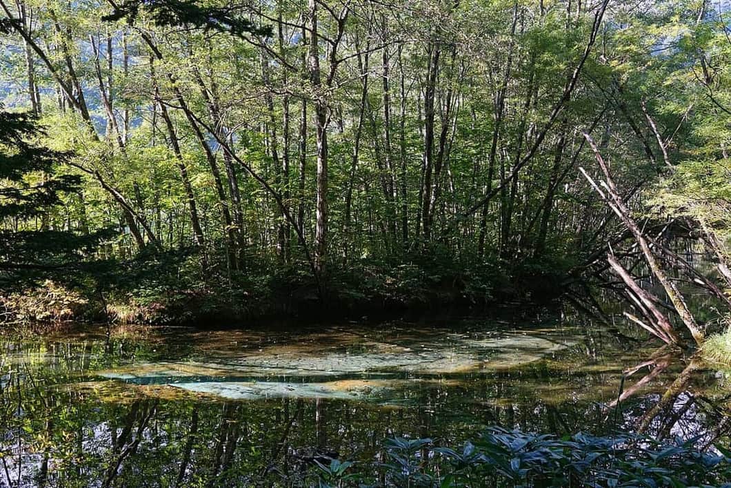 上高地大正池的枯木與穗高連峰倒影