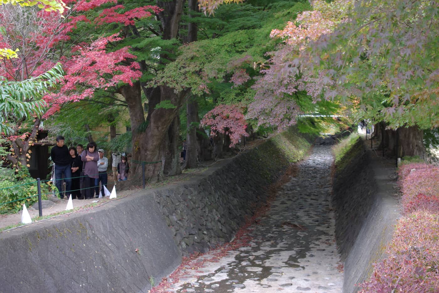 河口湖もみじ回廊紅葉隧道,遊客沿梨川畔步道賞楓