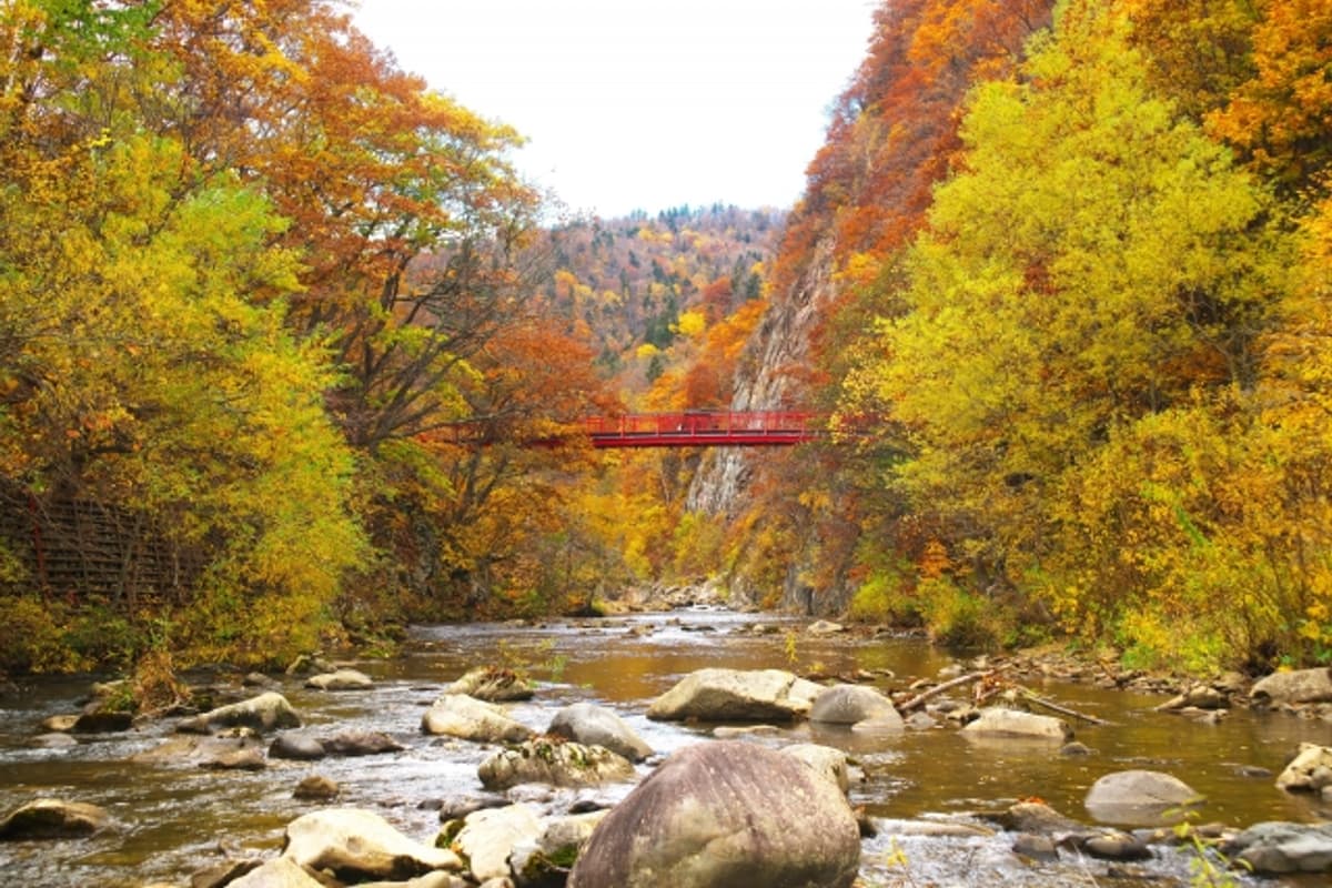 黑岳纜車山頂展望台 9 月下旬紅葉海,七合目可看到整片秋色與遠方火山口