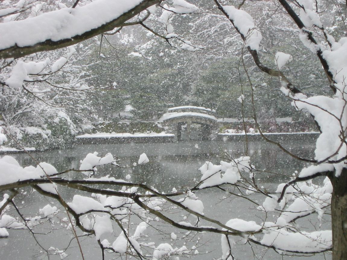 隔著積滿雪的低垂枝條看龍安寺鏡容池：水面沒有結冰，對岸的土牆與石造拱橋積著厚雪，雪還在下