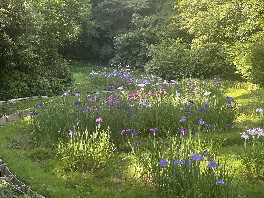 明治神宮御苑花菖蒲田盛開,紫白花色散布在綠色田圃間