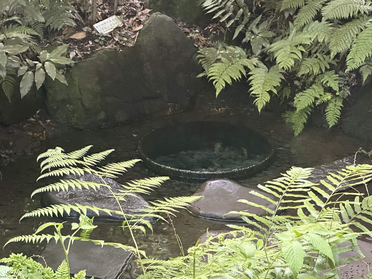 清正井——蕨類與岩石環繞的圓形湧水井