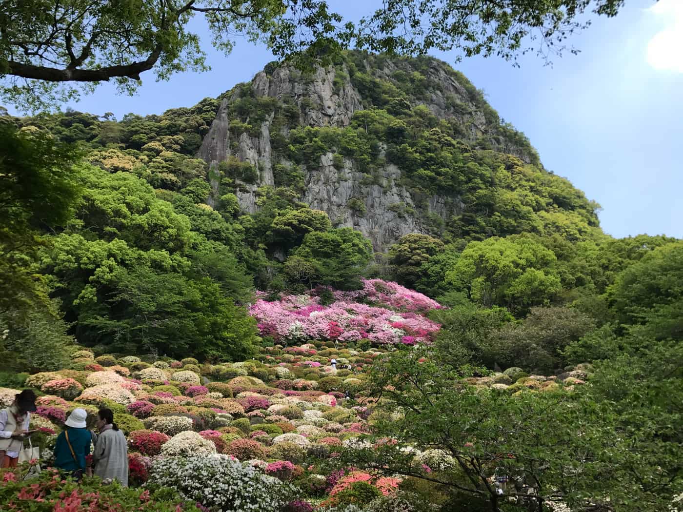 御船山樂園春季つつじ谷,御船山斷崖背景配上滿開杜鵑花海,佐賀縣武雄市
