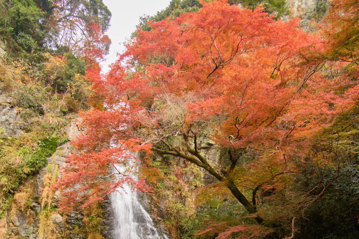 箕面大瀧秋景,落差 33 公尺的瀑布兩側楓樹轉紅,是大阪近郊最經典的瀑布配紅葉畫面