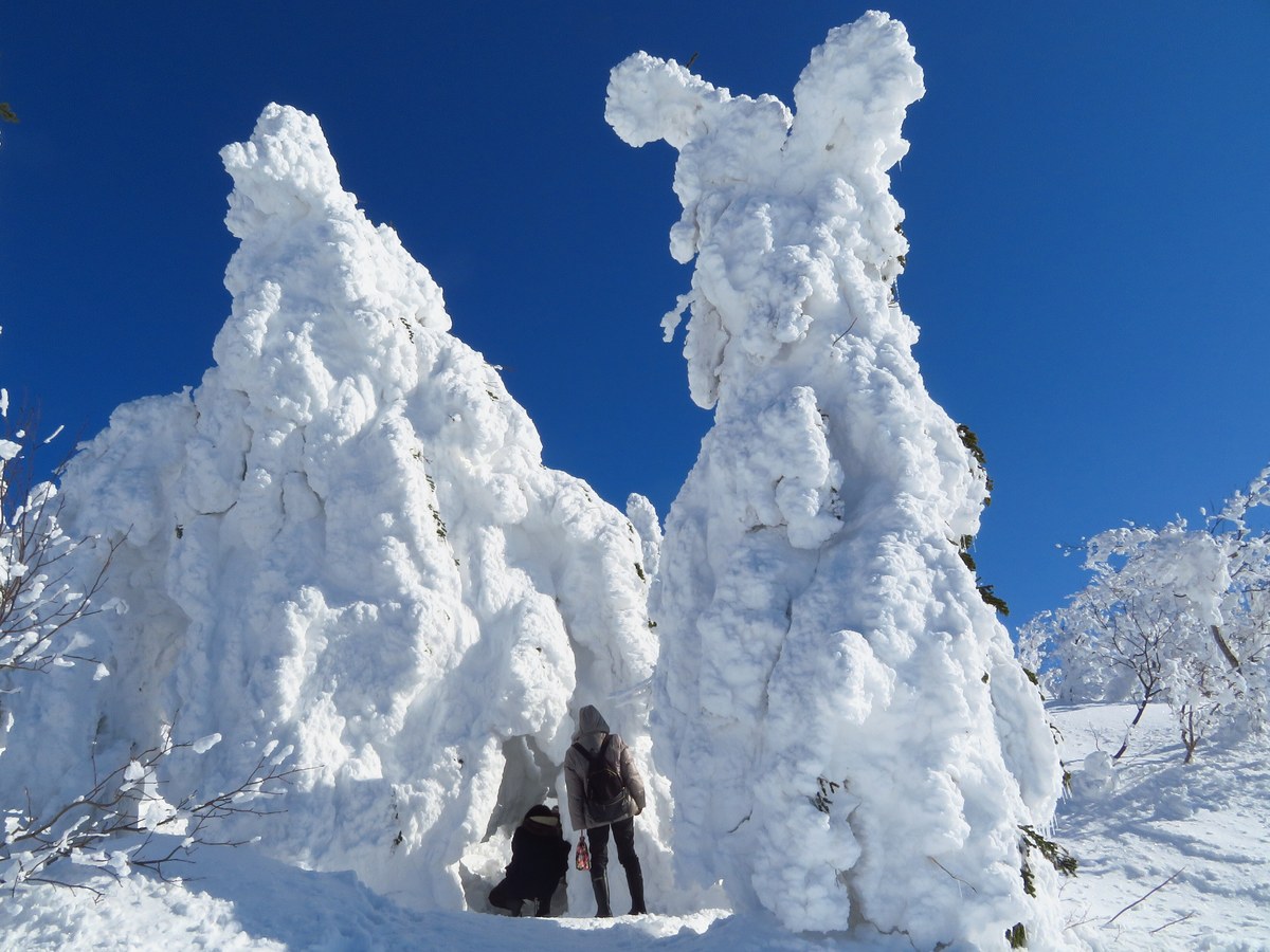 森吉山樹冰平上兩棵巨大的樹冰：整棵樹被冰雪包成不規則的白色塔狀，樹冰底部站著兩個背對鏡頭的人，人的高度大約只到樹冰的五分之一，背景是深藍色晴空