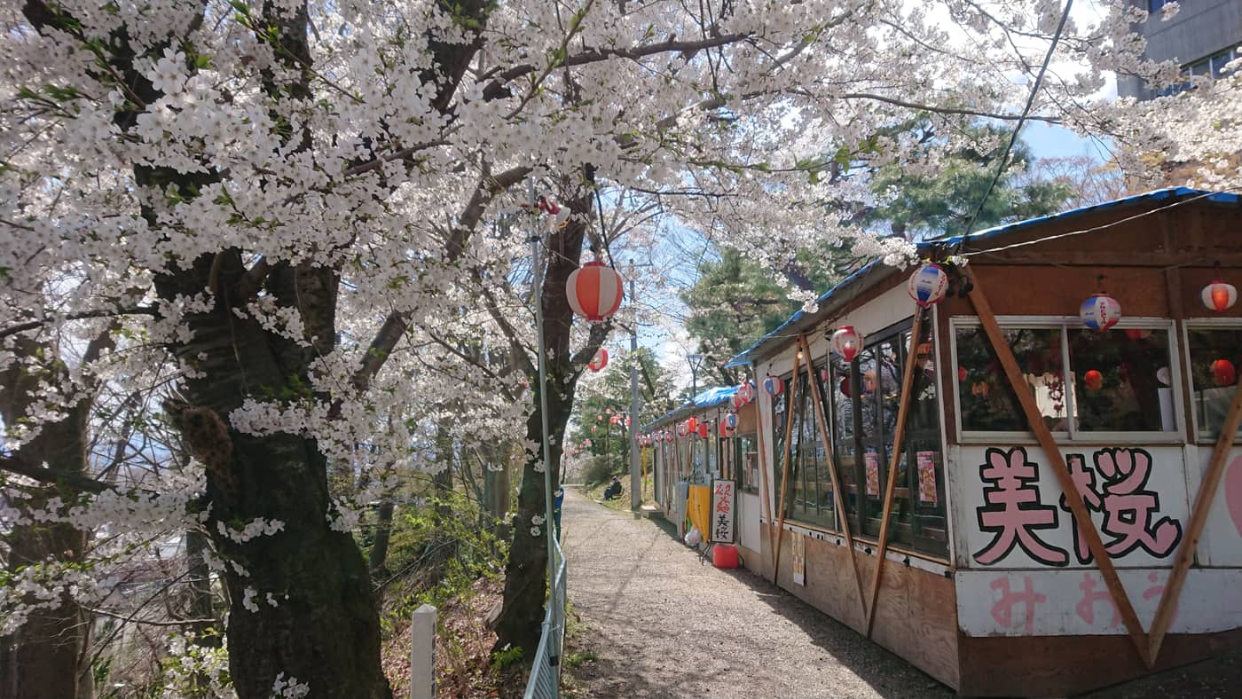 長野市城山公園的賞櫻步道:左側幾株老櫻樹滿開成一片白,枝上垂著紅白相間的紙燈籠,右側是一整排臨時搭起的木造花見茶屋,最近的一間招牌寫著大大的粉紅色「美桜」