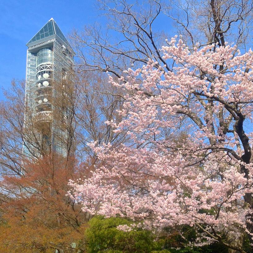 東山動植物園的櫻花與東山天空塔:藍天下一座深色玻璃帷幕的高塔,右前方是一整叢開滿粉白色花的櫻樹,周圍其他樹還沒長葉