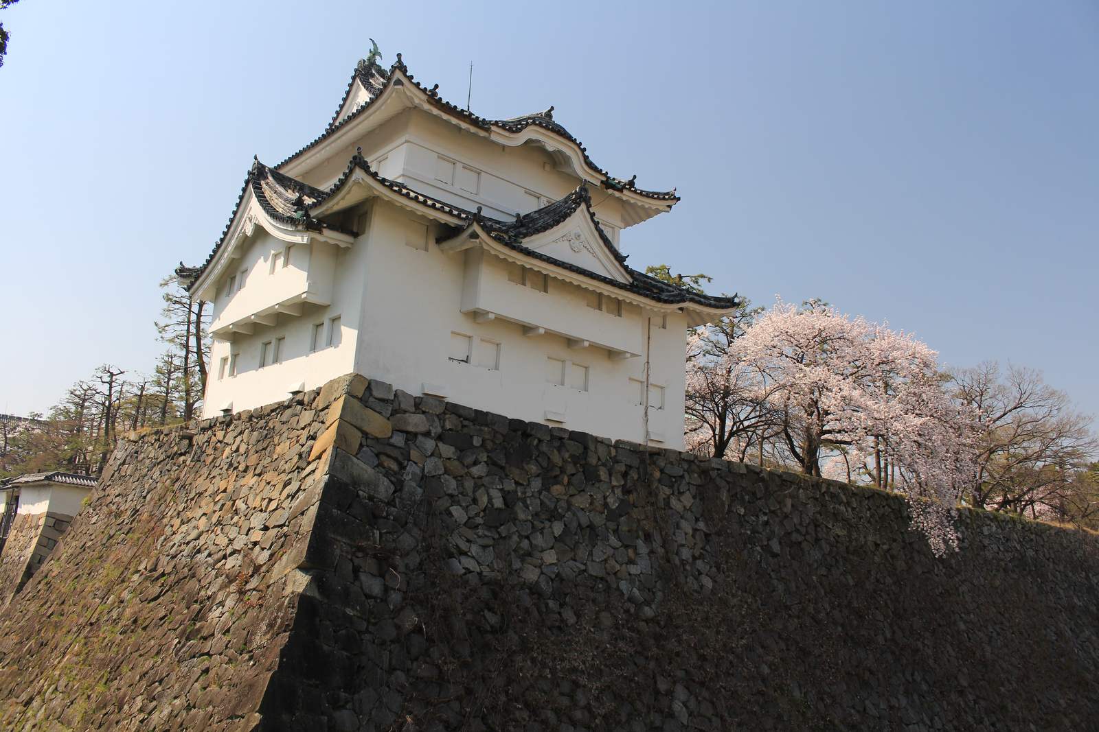名古屋城的東南隅櫓:白牆深色瓦的兩層櫓建在高聳的石垣上,右側石垣邊有幾棵開花的櫻樹