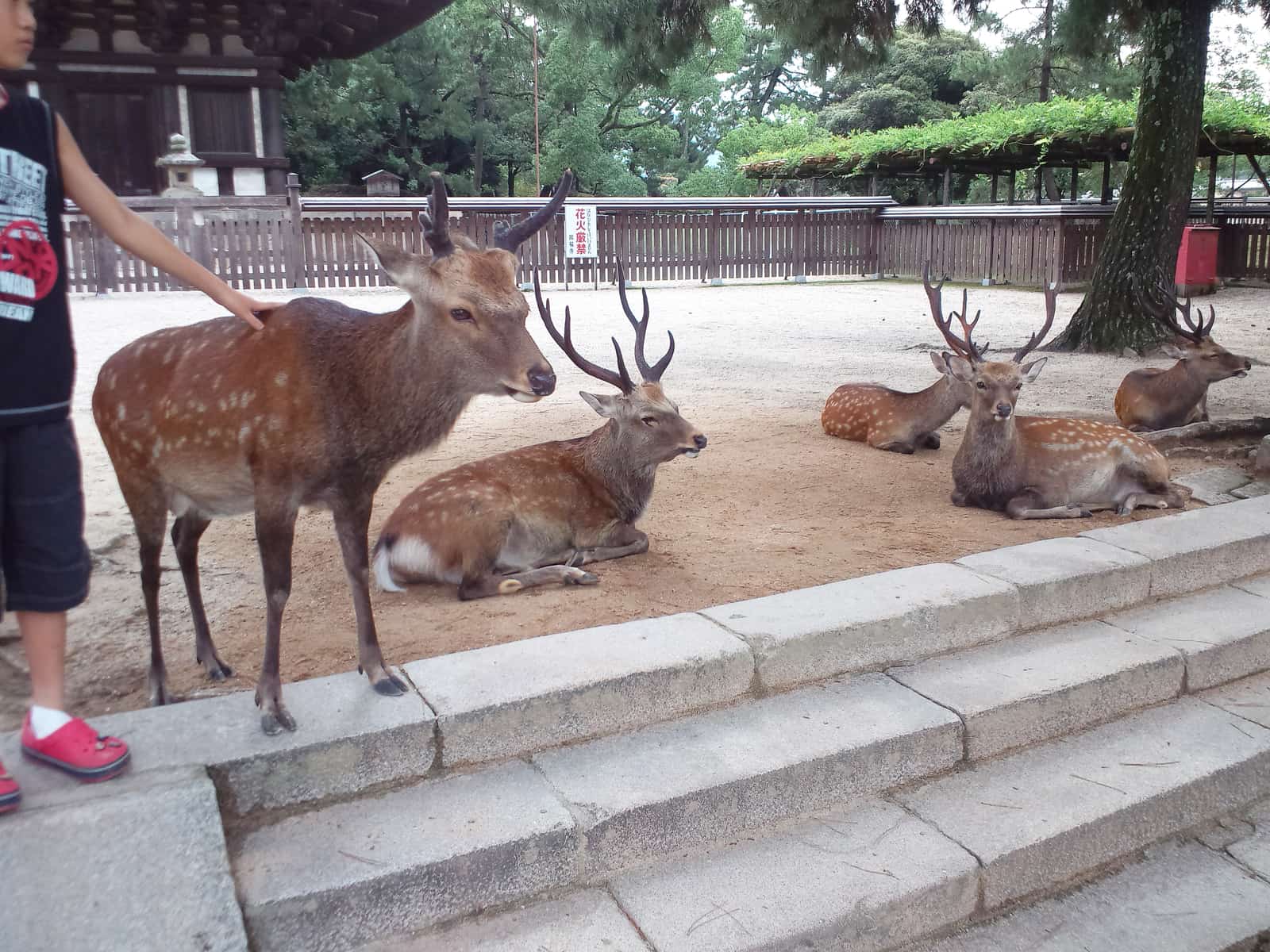 奈良公園的鹿群與遊客，背景為東大寺一帶