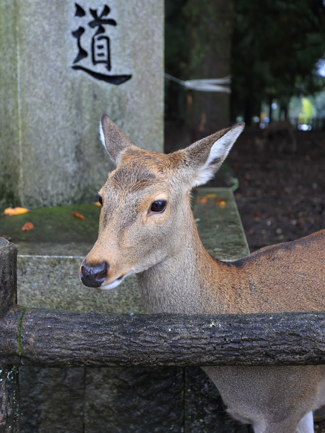 奈良公園的鹿特寫,站在刻字石柱與石欄之間