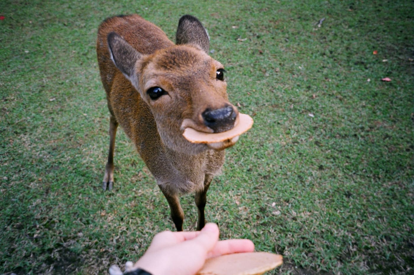 遊客手持鹿せんべい餵食奈良公園的鹿,鹿正咬住仙貝