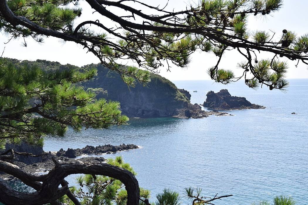 從松樹枝條之間望出去的能登半島海岸,一道長滿樹的岬角伸進海裡,岬角前端外側是幾塊黑色礁岩,海面平靜,遠處有一艘小船
