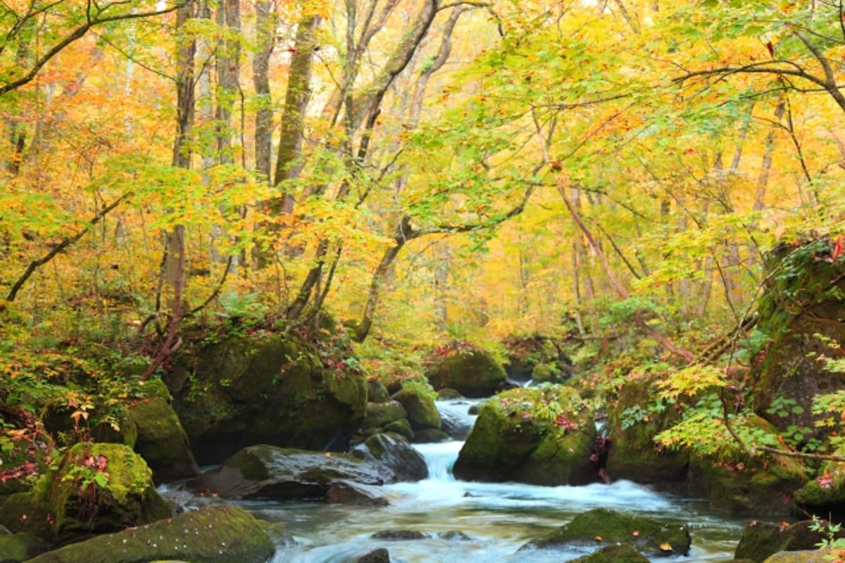 奧入瀨溪流阿修羅之流：多角度水花打石聲，紅葉染色後是 14 公里步道的視覺高潮