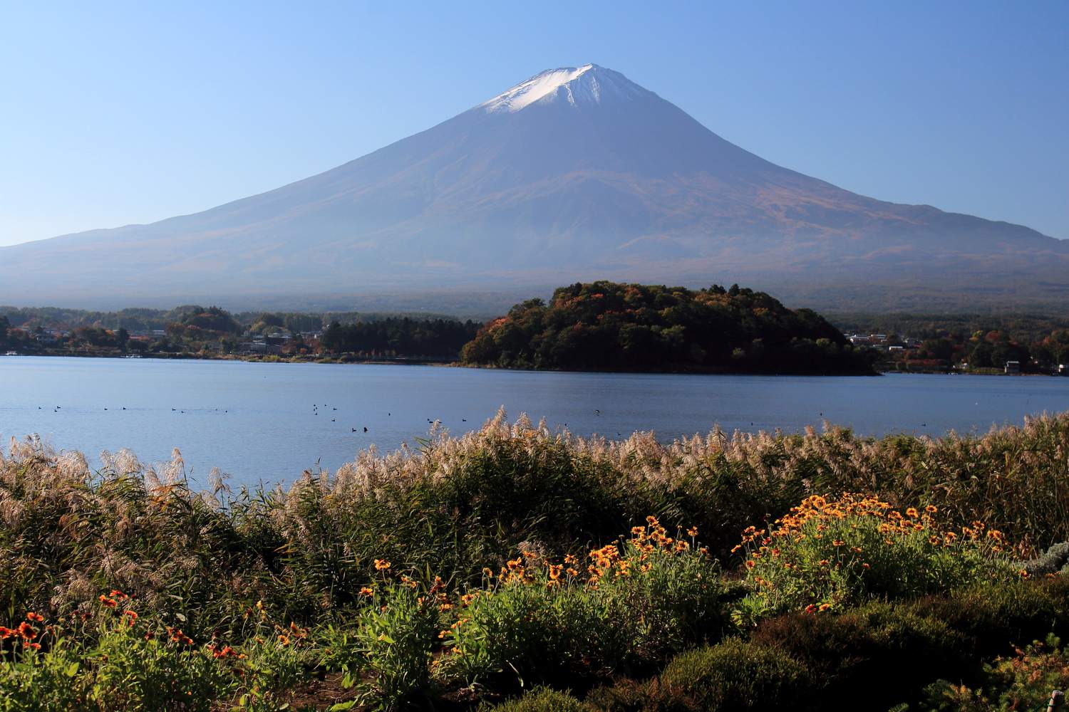 河口湖大石公園湖畔花田與背景富士山的經典構圖
