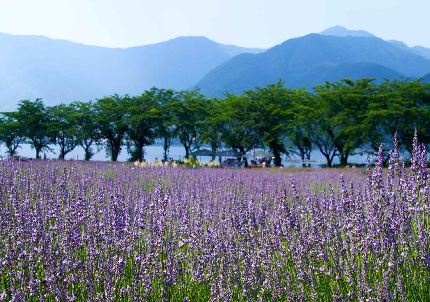 河口湖大石公園薰衣草花田與富士山,紫色花海延伸至湖畔