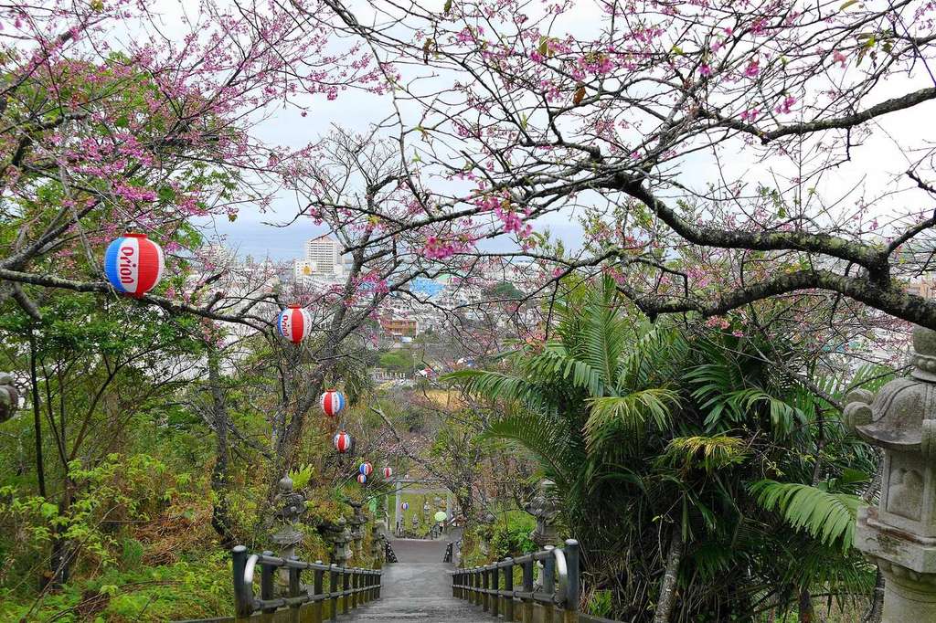 名護城公園的石階由上往下拍:階梯兩側是開著粉紅花的寒緋櫻與石燈籠,樹枝上掛著一串紅白藍配色的球型紙燈籠,階梯盡頭是名護市區與海