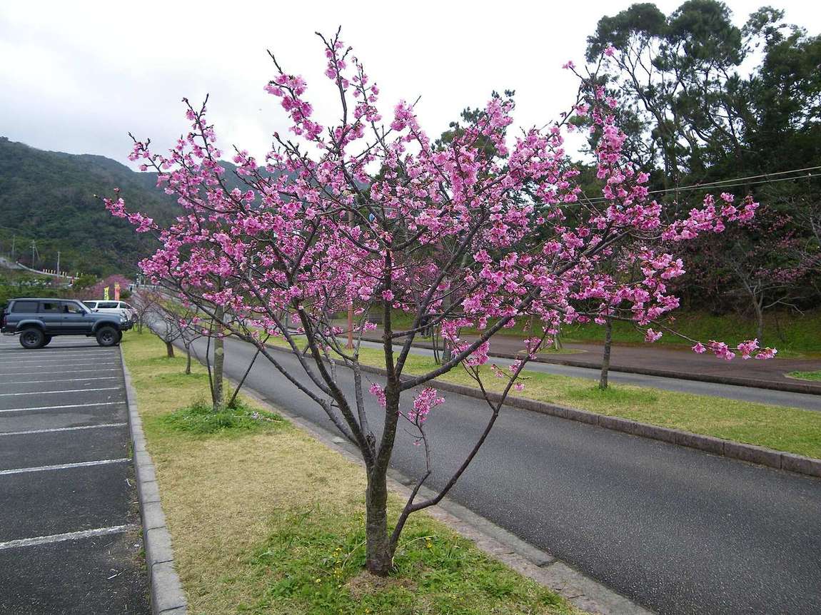 陰天的八重岳桜の森公園:一棵開著粉紅花的寒緋櫻長在停車格旁的草地上,天空整片灰白,背後是柏油車道與綠色山林
