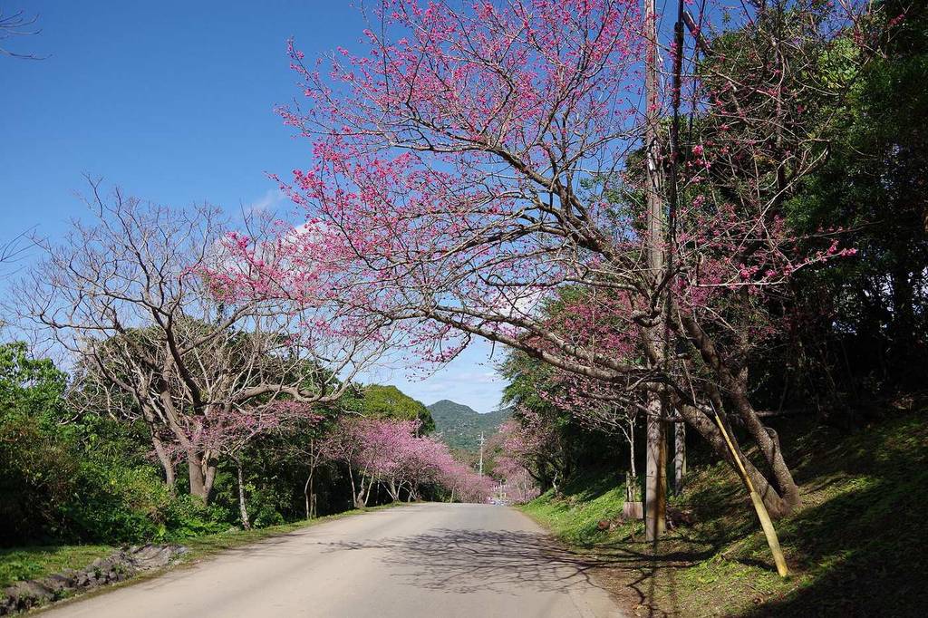 八重岳上山道路:雙向一車道的柏油路兩側種著寒緋櫻,粉紅色的花沿路延伸到遠處的綠色山稜,路旁有電線桿