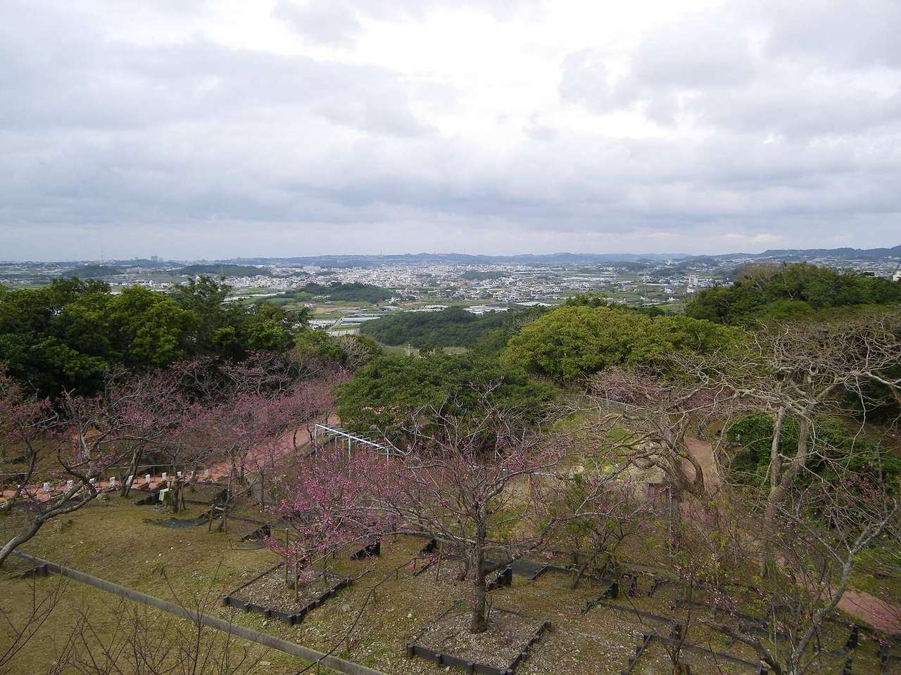 從八重瀬公園高處往北望:前景是一排排種在方形植栽框裡的櫻花樹,開著稀疏的粉紅花,遠方是沖繩南部平緩的市街與陰天的雲層