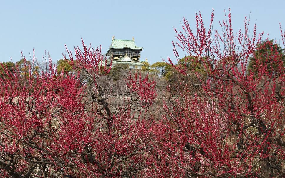 大阪城梅林盛開的深紅色梅花前景,後方隔著石垣與樹林可見大阪城天守閣的屋頂與金鯱