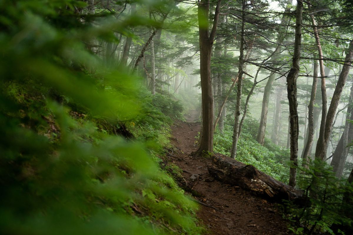 羅臼岳森林帶裡一條窄的泥土登山道沿著斜坡繞過樹幹，左側是覆滿蕨類與苔蘚的坡面，右側有一根倒木，再往前幾十公尺就被白霧擋住看不見