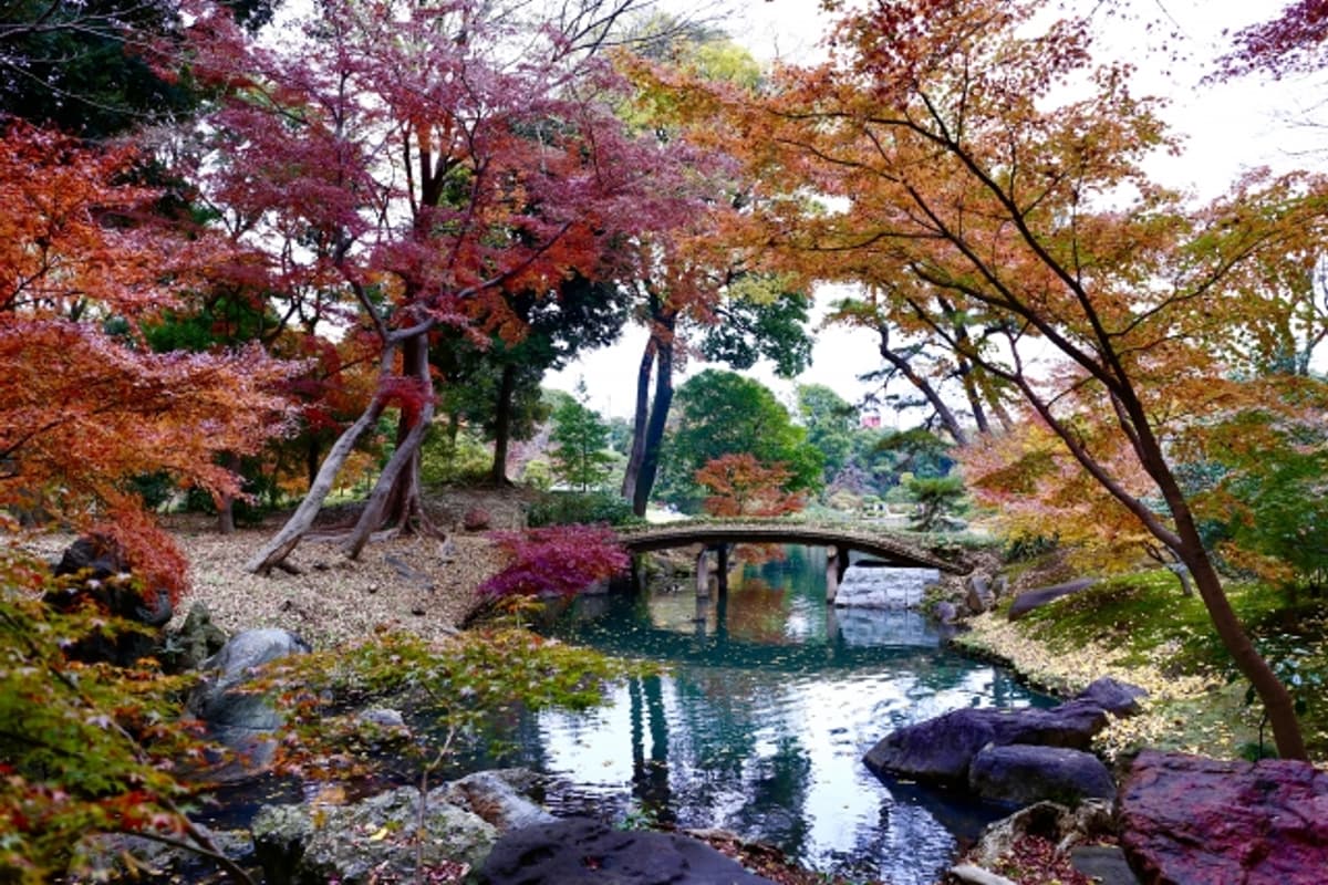 六義園夜間特別開園:大泉水池畔紅葉燈光倒映水面,江戶時代迴遊式日本庭園的「水鏡紅葉」招牌畫面