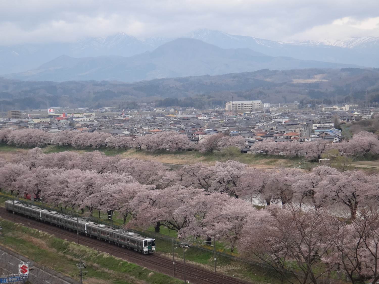 從船岡城址公園往西俯瞰:畫面下緣是沿著東北本線鐵軌延伸的整片櫻花並木,一列電車正經過,中景是町內成片的低矮住宅,遠方橫著一列還積著殘雪的藏王連峰