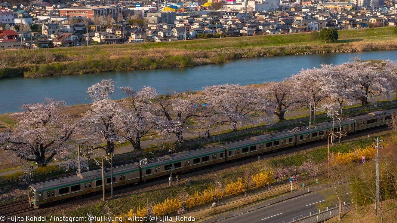 從高處俯瞰東北本線列車經過一目千本桜:一列車身帶綠色腰帶的電車行駛在櫻花並木旁的軌道上,軌道與並木之間是一條堤上步道,左邊是白石川,遠方是柴田町的住宅區與丘陵