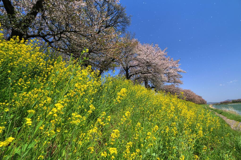 白石川堤的櫻花與油菜花:前景堤坡上一整片開黃花的油菜,後方沿著堤的櫻樹滿開成一條粉白色的帶,天空是深藍色,畫面裡有飄落的花瓣