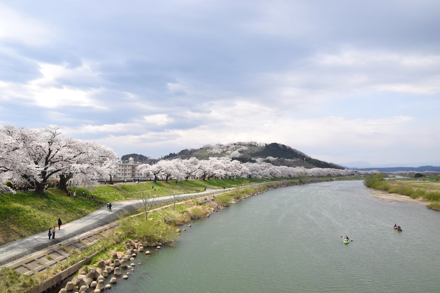 白石川堤的賞櫻步道:左岸一條鋪面的堤上步道沿著河延伸,路旁是連續的滿開櫻樹,遊客零散地走在路上,正前方遠處是整座被櫻花覆蓋的船岡城址公園山頭