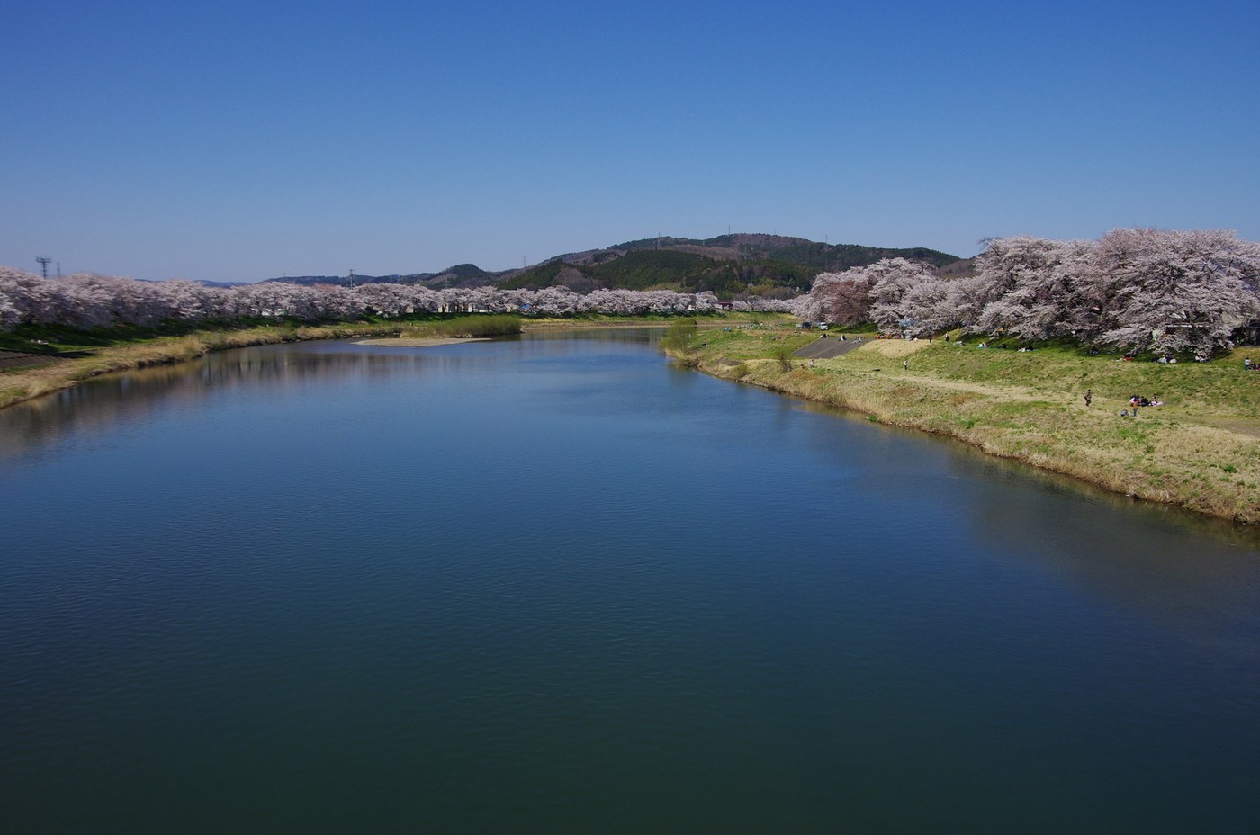 從末広歩道橋上俯瞰白石川:河面平靜倒映著無雲的藍天,兩岸各有一條開滿花的櫻花並木沿著堤延伸,右岸草地上有零星幾組賞花的人,遠方是一座綠色的低矮山丘