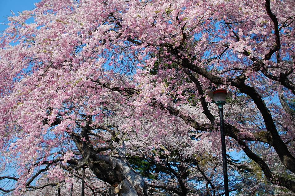 榴岡公園的枝垂櫻:一棵樹幹粗壯的老枝垂櫻滿開,細長的枝條帶著粉紅色的花往下垂成一片花簾,透過花簾可以看到藍天與一支公園路燈