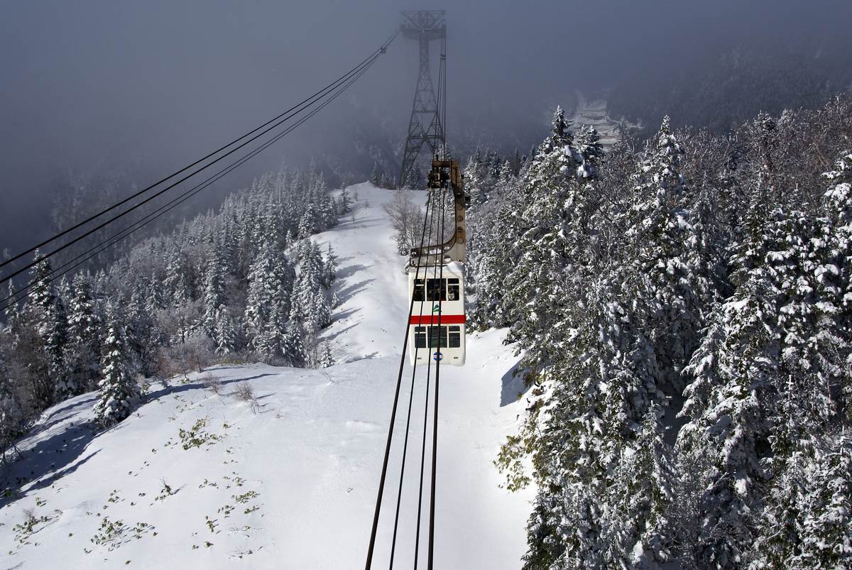 新穗高纜車的單層車廂在掛滿雪的針葉林間沿著纜索往下走,纜索另一端的鐵塔沒入山霧中