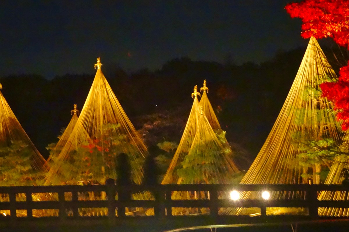 白鳥庭園紅葉點燈夜景:打上燈光的雪吊松樹,右側是轉紅的楓樹
