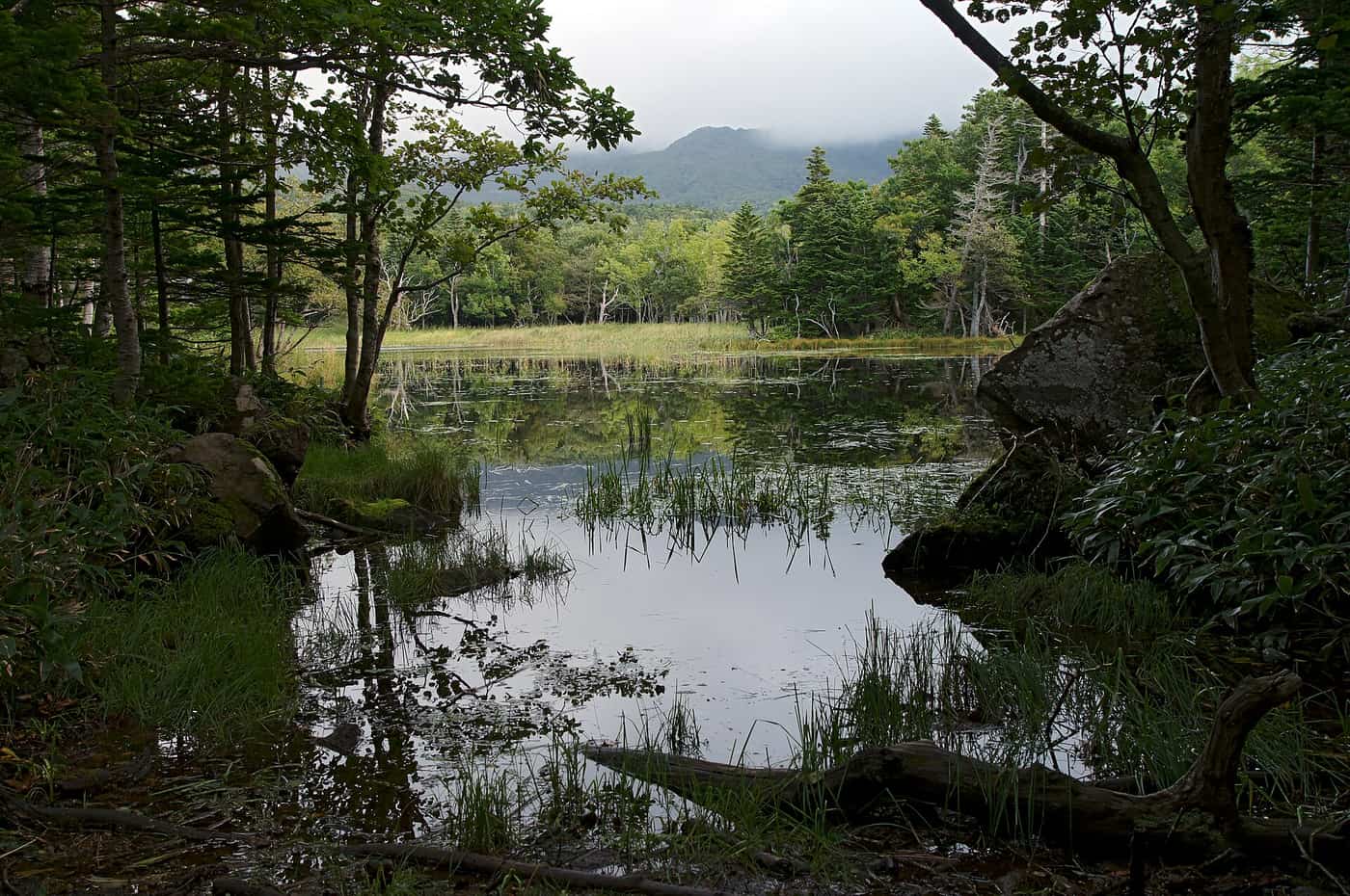 地上遊歩道視角的二湖湖畔,原生林與倒木環繞平靜湖面