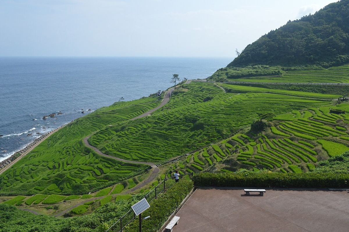 白米千枚田由山坡一路階梯狀降到海邊,一格一格的小塊水田種著綠色的稻,田間有細窄的步道穿過,畫面右下角是道之驛的觀景平台、欄杆與一張長椅,一名遊客站在欄杆邊往下看