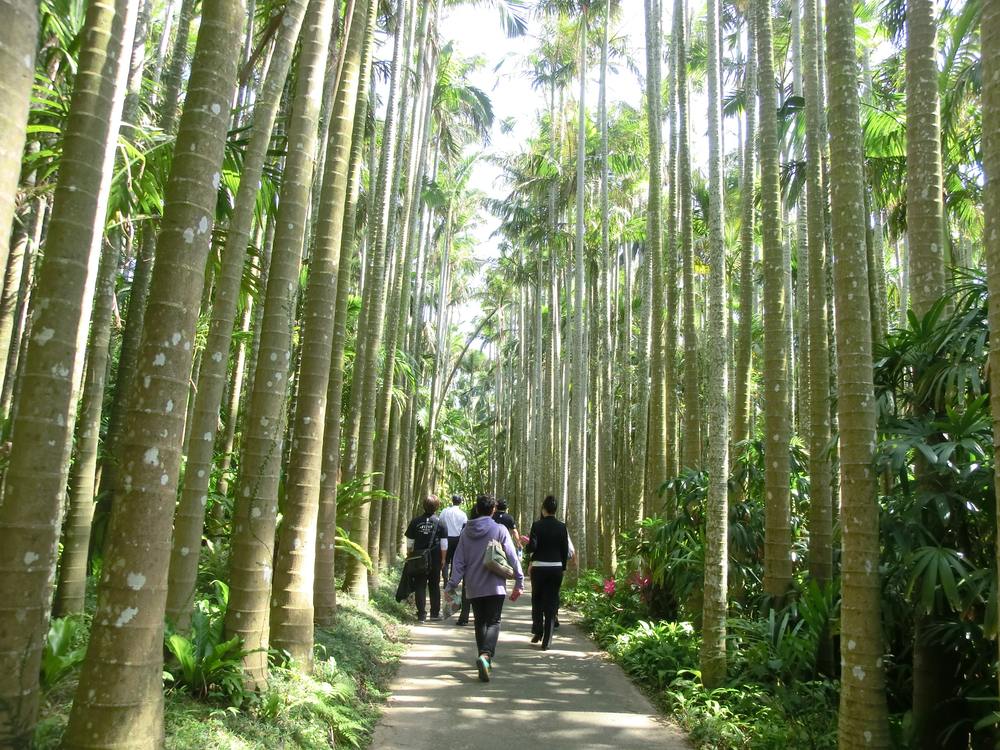 東南植物樂園的ユスラヤシ並木白天景色,兩側密排著帶白色斑點的細高椰子樹幹,一條步道筆直往前延伸,幾位遊客背對鏡頭走在路上