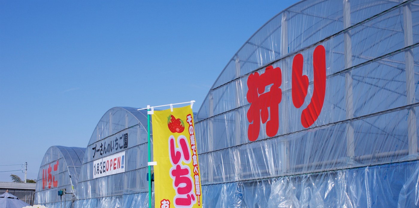 藍天下並排的兩棟塑膠布溫室,近的一棟山牆上用紅色大字寫著「狩り」、遠的一棟寫著「いちご」,兩棟之間立著一面黃色直幡寫「その場で食べ放題!いちご」,遠棚下方掛著白底黑字看板「プーさんのいちご園 1月3日OPEN!!」