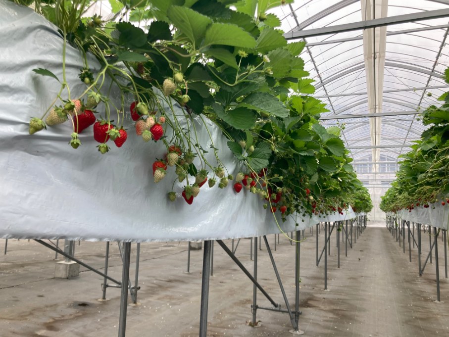 草莓溫室內的架高栽培槽:白色栽培槽由一排排金屬支架撐在水泥地面上方,草莓的果穗垂在槽緣外側、大約在成人胸口的高度,右側是一條平坦沒有高低差的走道,延伸到溫室深處