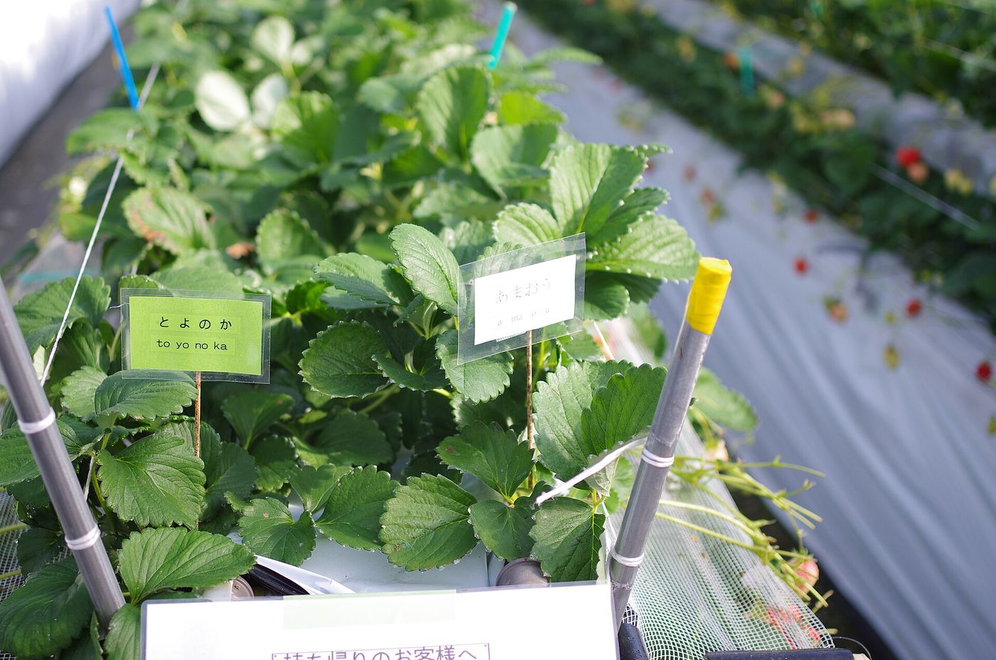 草莓栽培槽上插著兩張手寫品種牌,左邊綠色卡片寫「とよのか to yo no ka」、右邊白色卡片寫「あまおう amaou」;兩張牌子周圍的植株上只有葉子與白花,看不到成熟果實,右後方另一排的草莓已經轉紅