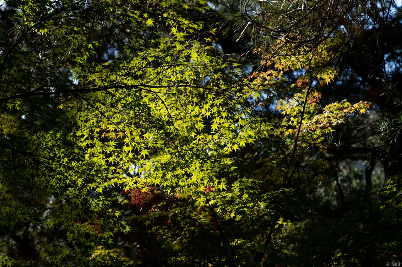 高松栗林公園的池泉與借景紫雲山，國家特別名勝