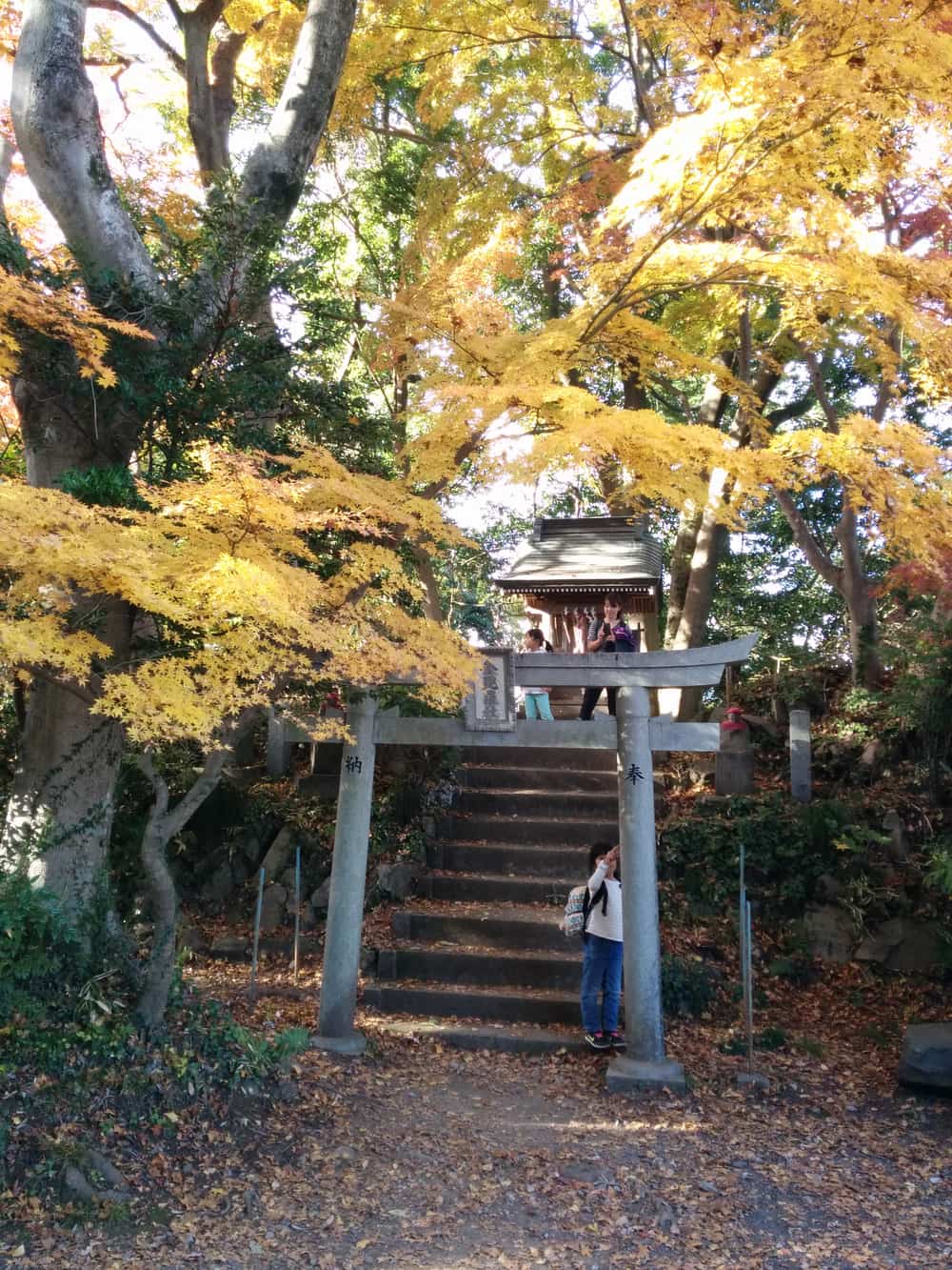 高尾山山腰神社鳥居與石階,兩側黃紅楓葉,東京近郊賞楓首選