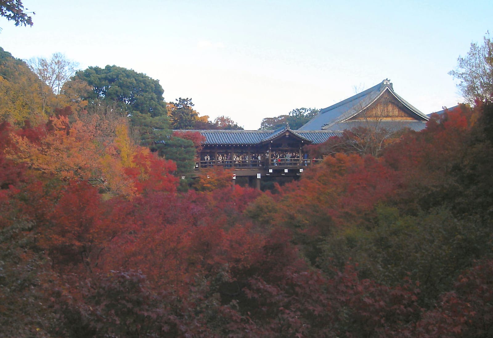 東福寺通天橋俯瞰滿谷紅楓,京都最具代表性的賞楓構圖