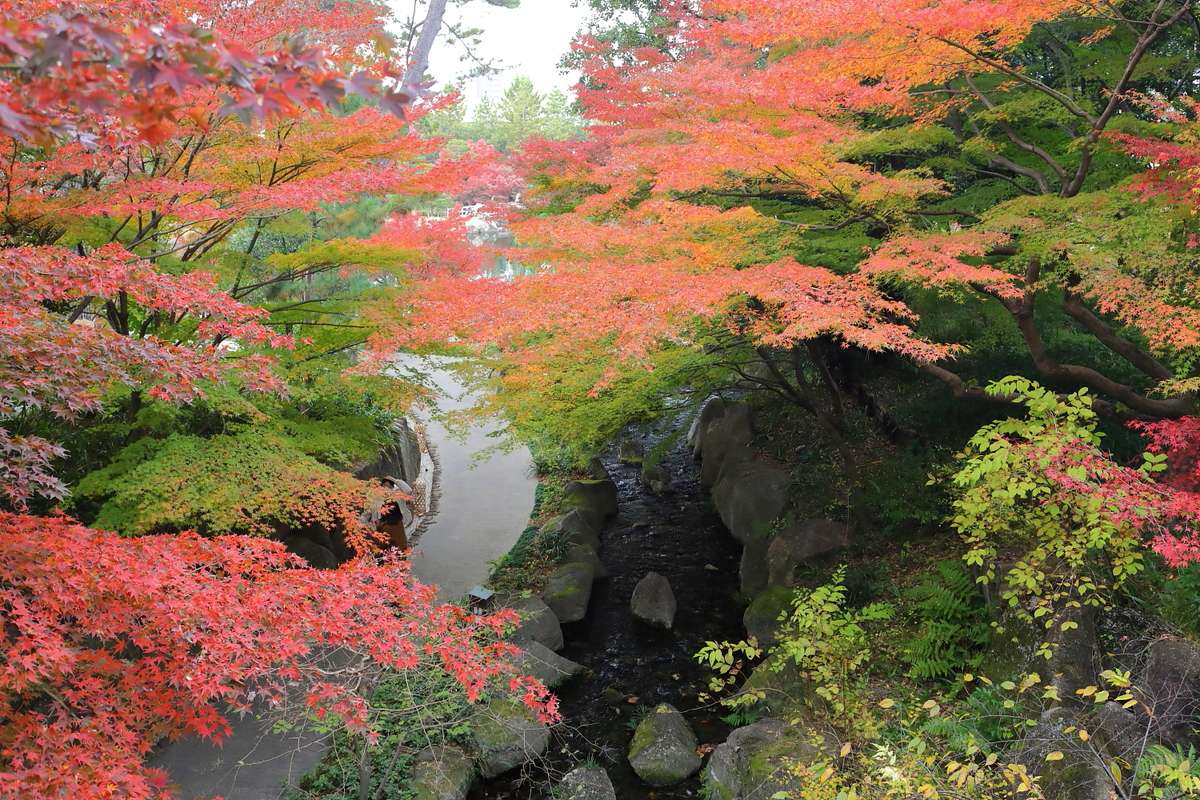徳川園虎仙峽的溪谷紅葉,楓樹從兩側斜伸向谷底的流水